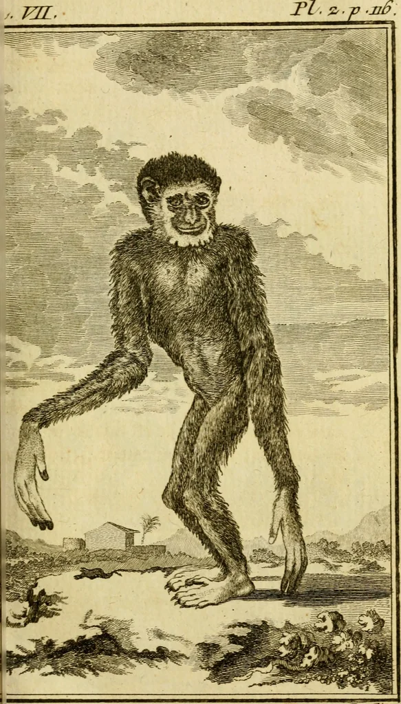 An illustration from Œuvres complètes de M. le C[om]te de Buffon ... : histoire des animaux quadrupèdes, 1775, leaf 128