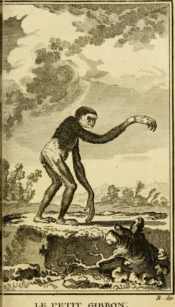 An illustration from Œuvres complètes de M. le C[om]te de Buffon ... : histoire des animaux quadrupèdes, 1775, leaf 130
