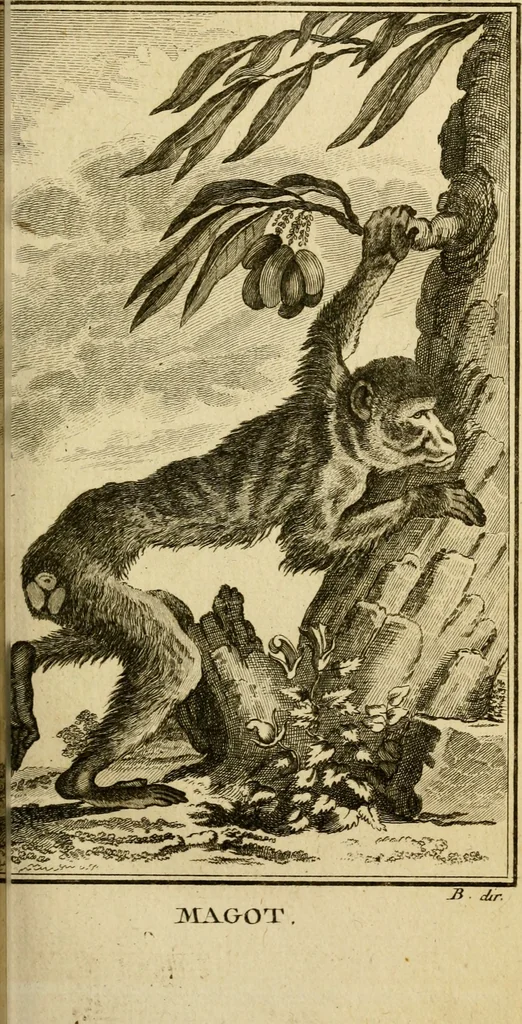 An illustration from Œuvres complètes de M. le C[om]te de Buffon ... : histoire des animaux quadrupèdes, 1775, leaf 140