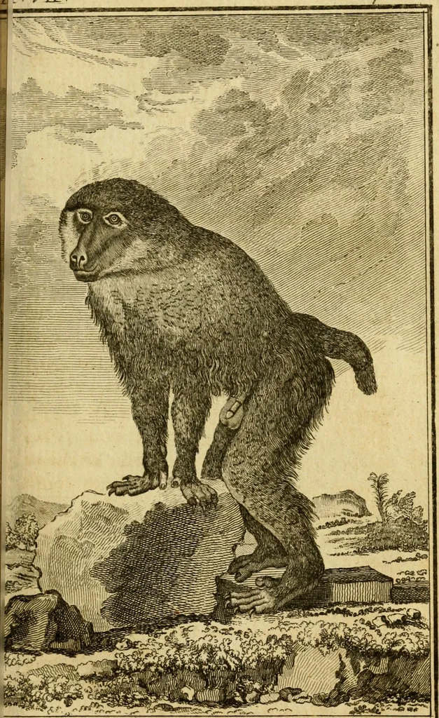 An illustration from Œuvres complètes de M. le C[om]te de Buffon ... : histoire des animaux quadrupèdes, 1775, leaf 150