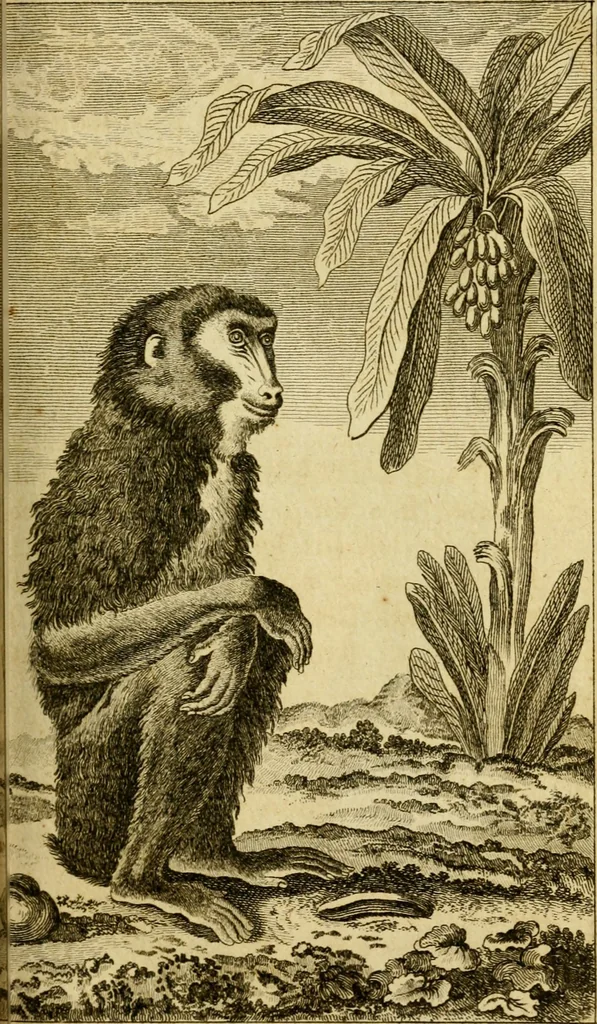 An illustration from Œuvres complètes de M. le C[om]te de Buffon ... : histoire des animaux quadrupèdes, 1775, leaf 160