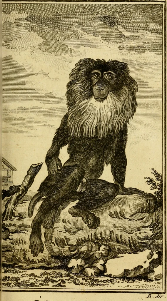 An illustration from Œuvres complètes de M. le C[om]te de Buffon ... : histoire des animaux quadrupèdes, 1775, leaf 170
