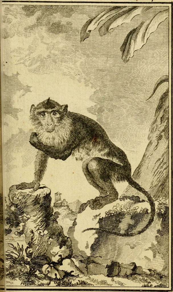 An illustration from Œuvres complètes de M. le C[om]te de Buffon ... : histoire des animaux quadrupèdes, 1775, leaf 186