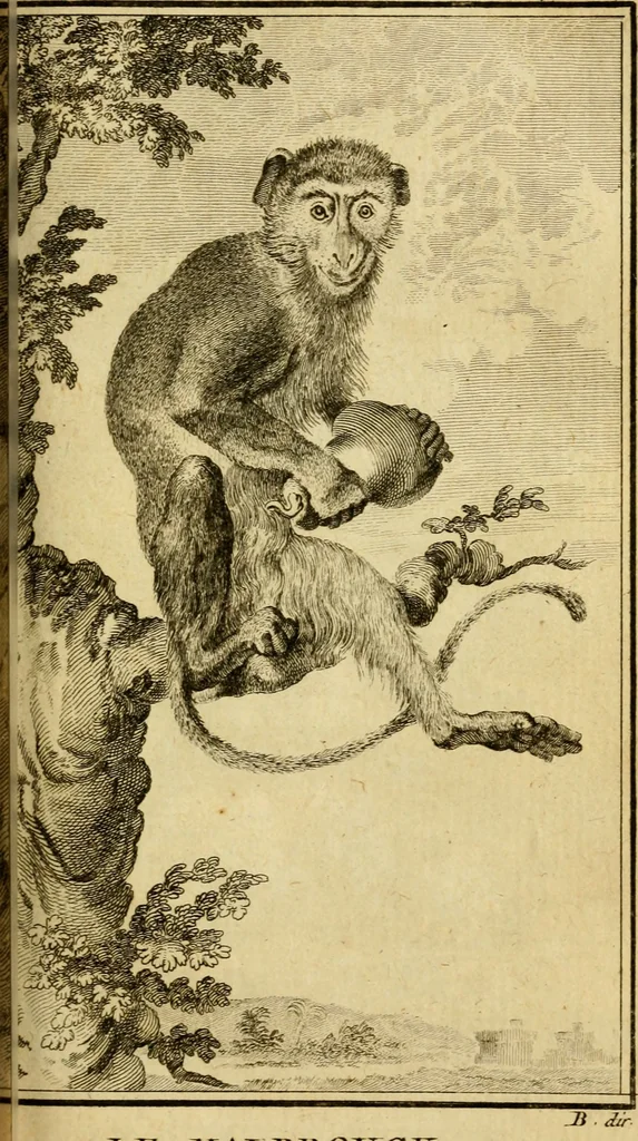 An illustration from Œuvres complètes de M. le C[om]te de Buffon ... : histoire des animaux quadrupèdes, 1775, leaf 206
