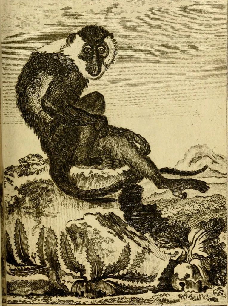 An illustration from Œuvres complètes de M. le C[om]te de Buffon ... : histoire des animaux quadrupèdes, 1775, leaf 214