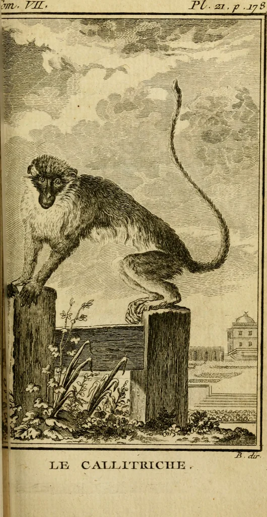 An illustration from Œuvres complètes de M. le C[om]te de Buffon ... : histoire des animaux quadrupèdes, 1775, leaf 228