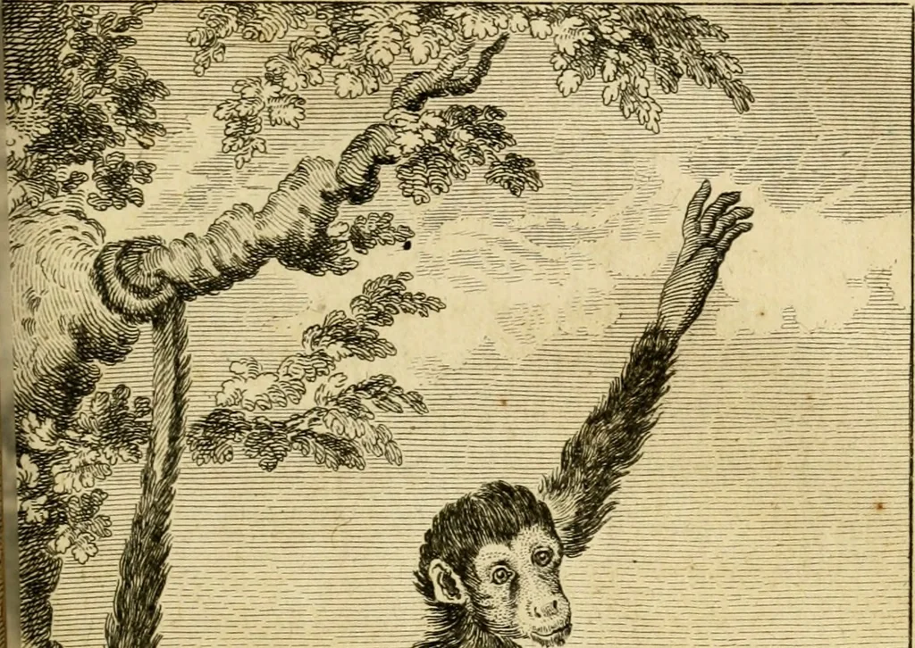 An illustration from Œuvres complètes de M. le C[om]te de Buffon ... : histoire des animaux quadrupèdes, 1775, leaf 370