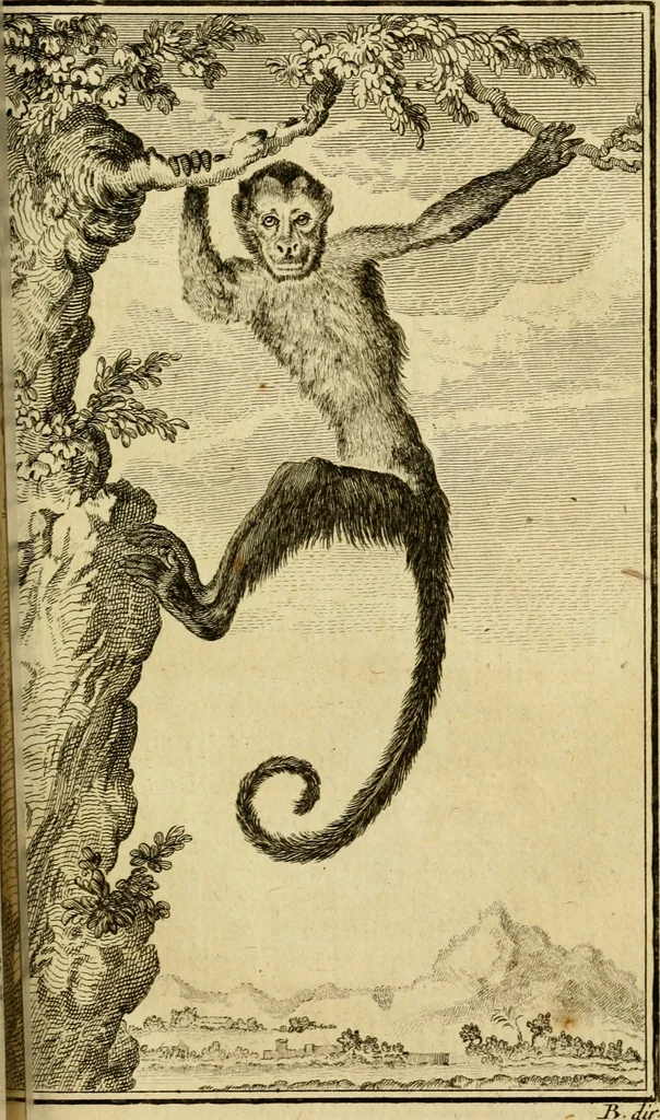 An illustration from Œuvres complètes de M. le C[om]te de Buffon ... : histoire des animaux quadrupèdes, 1775, leaf 376