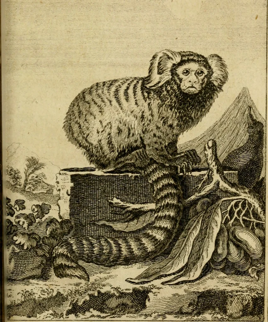An illustration from Œuvres complètes de M. le C[om]te de Buffon ... : histoire des animaux quadrupèdes, 1775, leaf 410