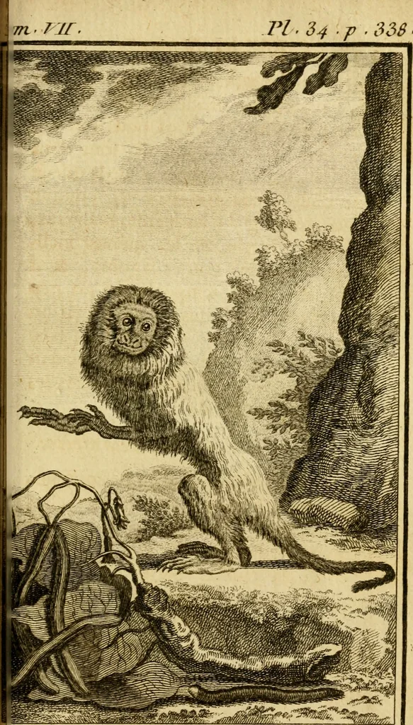 An illustration from Œuvres complètes de M. le C[om]te de Buffon ... : histoire des animaux quadrupèdes, 1775, leaf 414