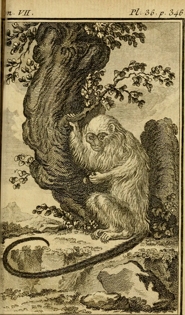 An illustration from Œuvres complètes de M. le C[om]te de Buffon ... : histoire des animaux quadrupèdes, 1775, leaf 426