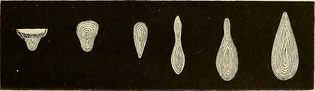 An illustration from Oeuvres ophthalmologiques de Thomas Young, 1894, leaf 100