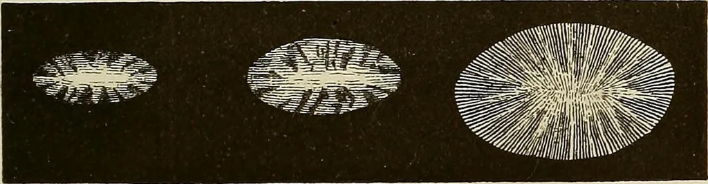 An illustration from Oeuvres ophthalmologiques de Thomas Young, 1894, leaf 156
