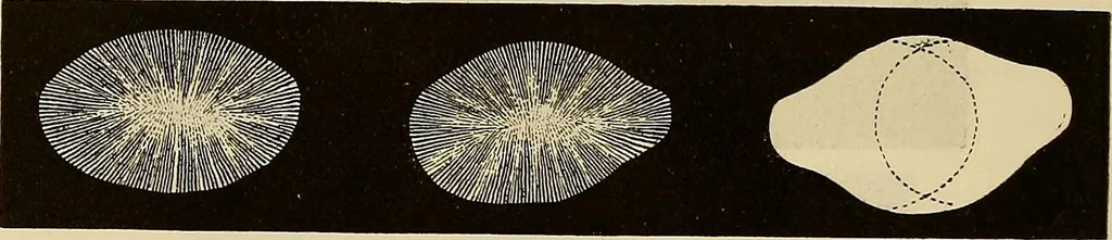 An illustration from Oeuvres ophthalmologiques de Thomas Young, 1894, leaf 157