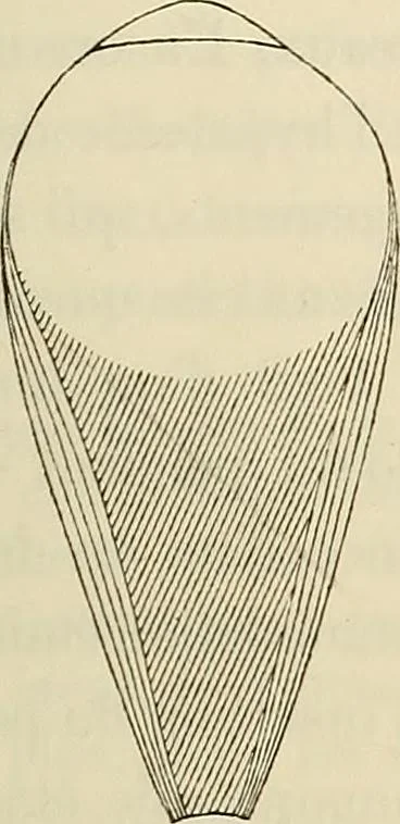 An illustration from Oeuvres ophthalmologiques de Thomas Young, 1894, leaf 188