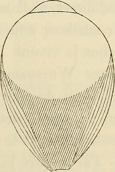 An illustration from Oeuvres ophthalmologiques de Thomas Young, 1894, leaf 188