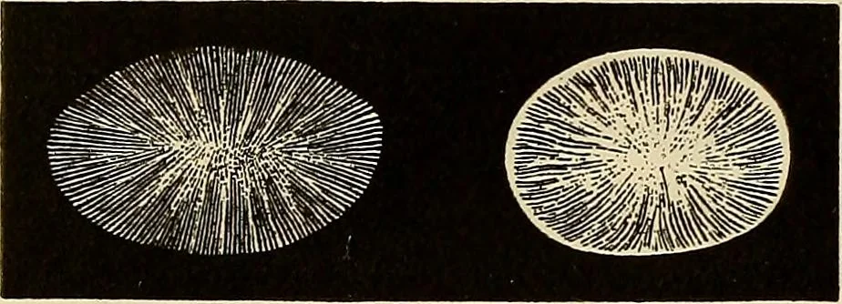 An illustration from Oeuvres ophthalmologiques de Thomas Young, 1894, leaf 195