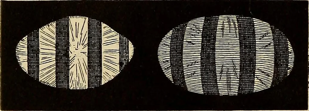 An illustration from Oeuvres ophthalmologiques de Thomas Young, 1894, leaf 195