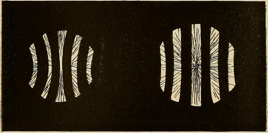 An illustration from Oeuvres ophthalmologiques de Thomas Young, 1894, leaf 201