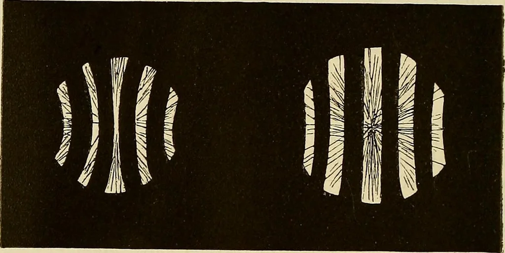 An illustration from Oeuvres ophthalmologiques de Thomas Young, 1894, leaf 205