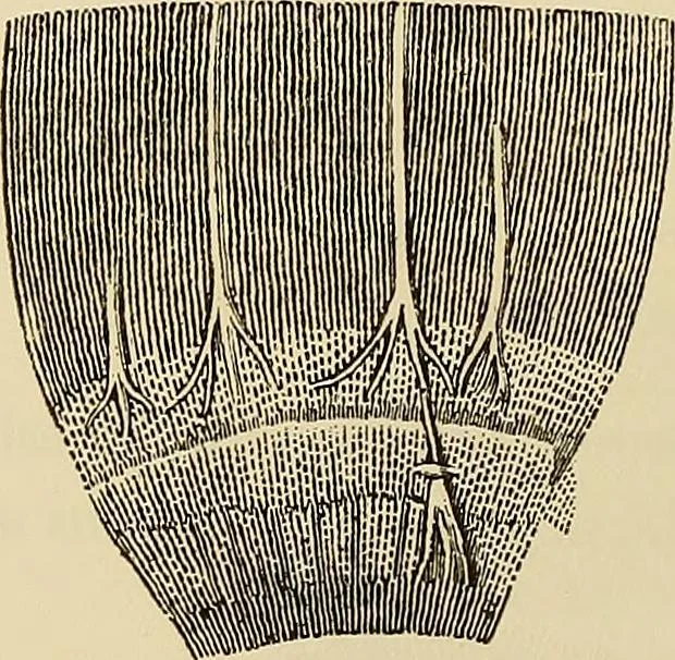 An illustration from Oeuvres ophthalmologiques de Thomas Young, 1894, leaf 217