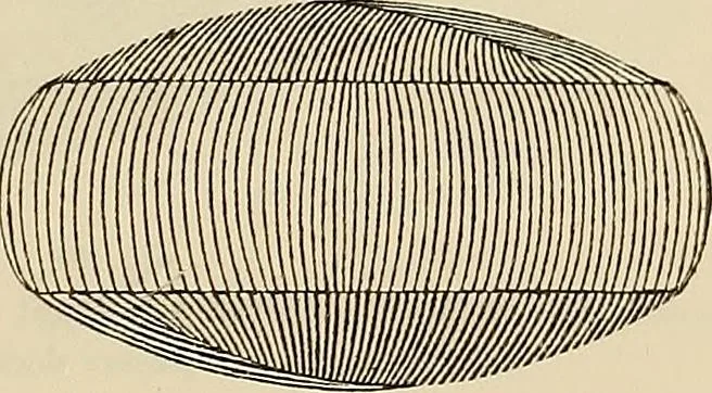 An illustration from Oeuvres ophthalmologiques de Thomas Young, 1894, leaf 218