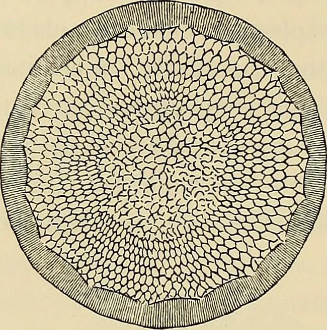 An illustration from Oeuvres ophthalmologiques de Thomas Young, 1894, leaf 219