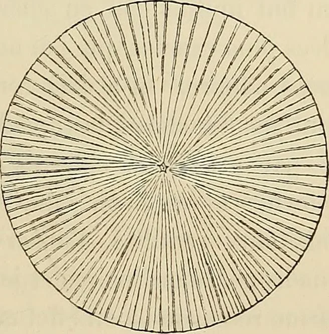 An illustration from Oeuvres ophthalmologiques de Thomas Young, 1894, leaf 220