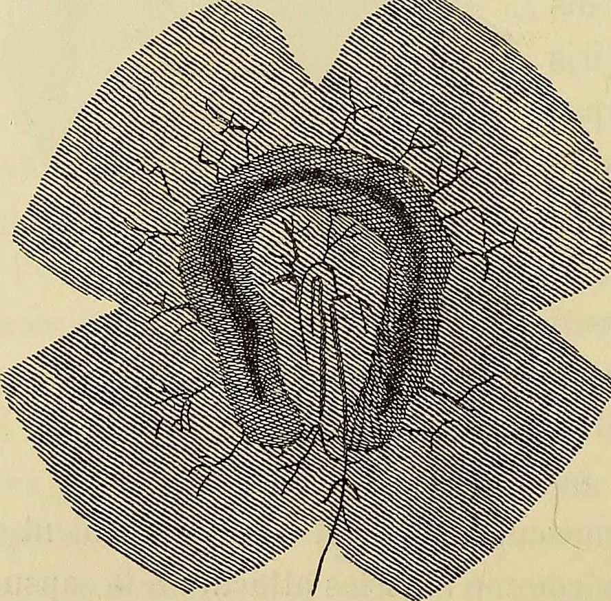 An illustration from Oeuvres ophthalmologiques de Thomas Young, 1894, leaf 223
