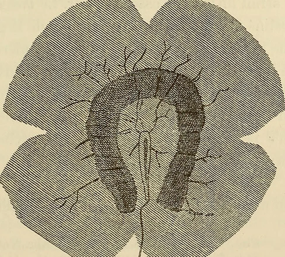 An illustration from Oeuvres ophthalmologiques de Thomas Young, 1894, leaf 224