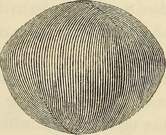 An illustration from Oeuvres ophthalmologiques de Thomas Young, 1894, leaf 80
