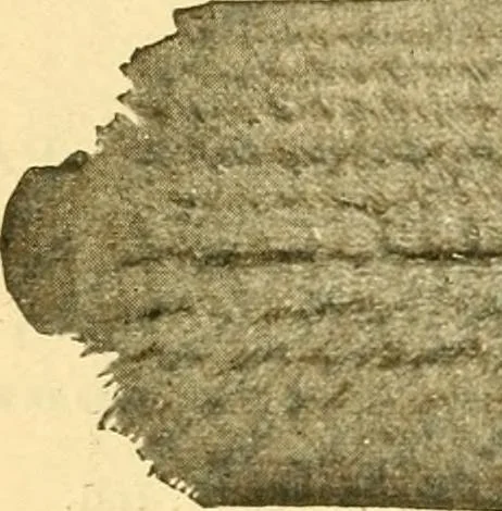 An illustration from Official American textile directory; containing reports of all the textile manufacturing establishments in the United States and Canada, together with the yarn trade index ... Comp. annually by the Textile world journal, 1901, leaf 29