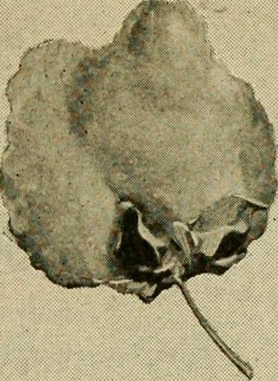 An illustration from Official American textile directory; containing reports of all the textile manufacturing establishments in the United States and Canada, together with the yarn trade index ... Comp. annually by the Textile world journal, 1920, leaf 630
