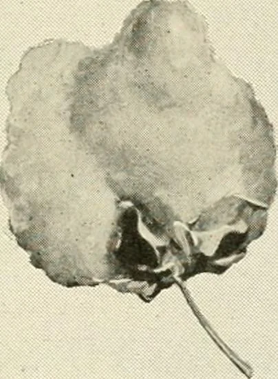 An illustration from Official American textile directory; containing reports of all the textile manufacturing establishments in the United States and Canada, together with the yarn trade index ... Comp. annually by the Textile world journal, 1921, leaf 764