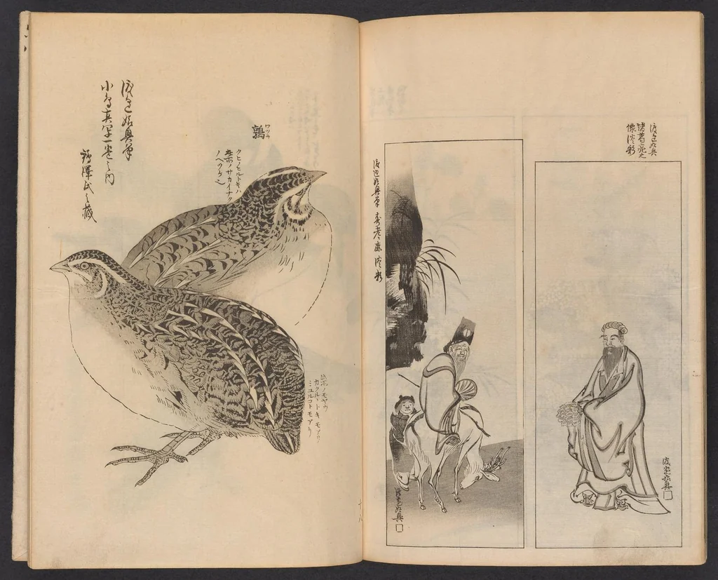 An illustration from Ogata-ryū hyakuzu, 1889, leaf 20