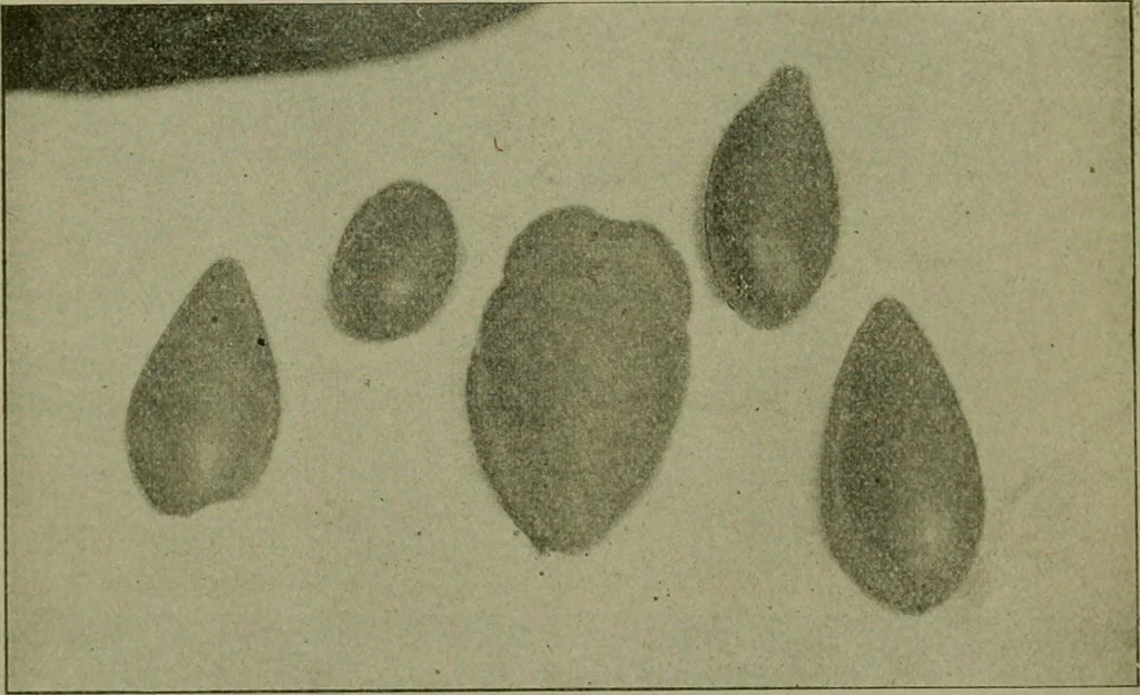 An illustration from Ohio archæological and historical publications, 1887, leaf 263