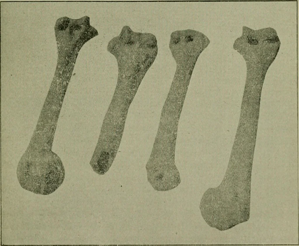 An illustration from Ohio archæological and historical publications, 1887, leaf 270