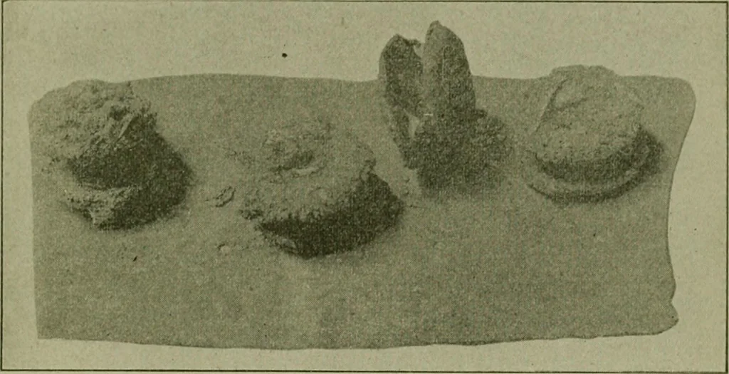 An illustration from Ohio archæological and historical publications, 1887, leaf 272