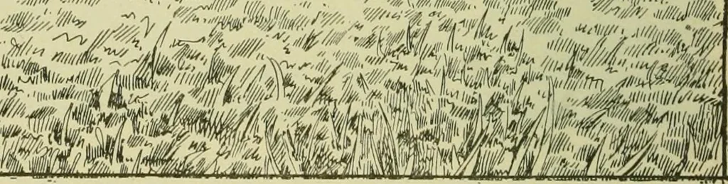 An illustration from Ohio archæological and historical publications, 1887, leaf 125