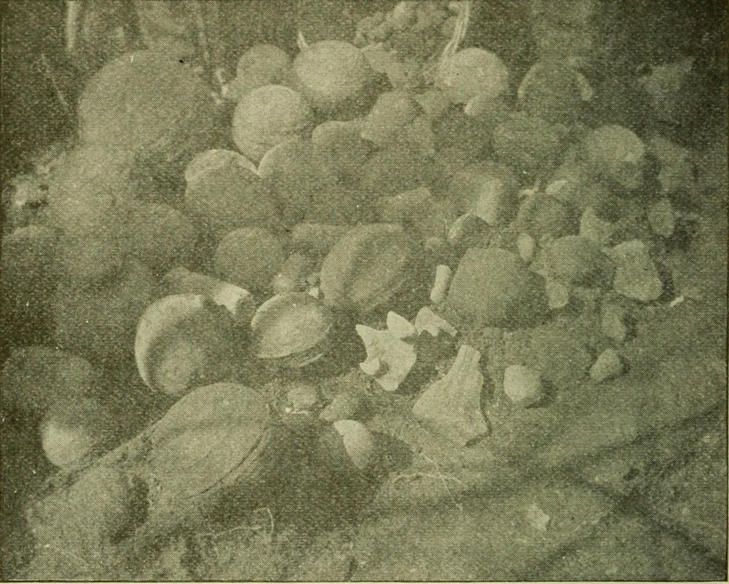 An illustration from Ohio archæological and historical publications, 1887, leaf 127
