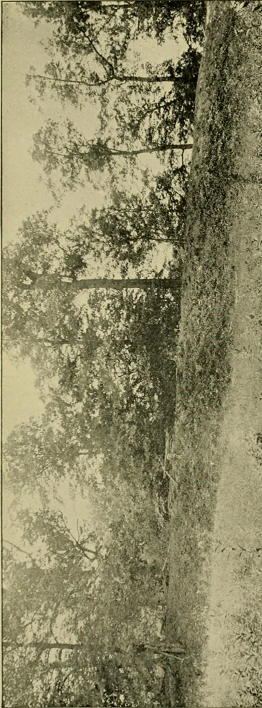 An illustration from Ohio archæological and historical publications, 1887, leaf 494