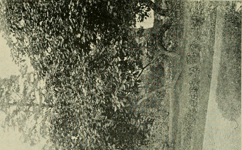 An illustration from Ohio archæological and historical publications, 1887, leaf 145