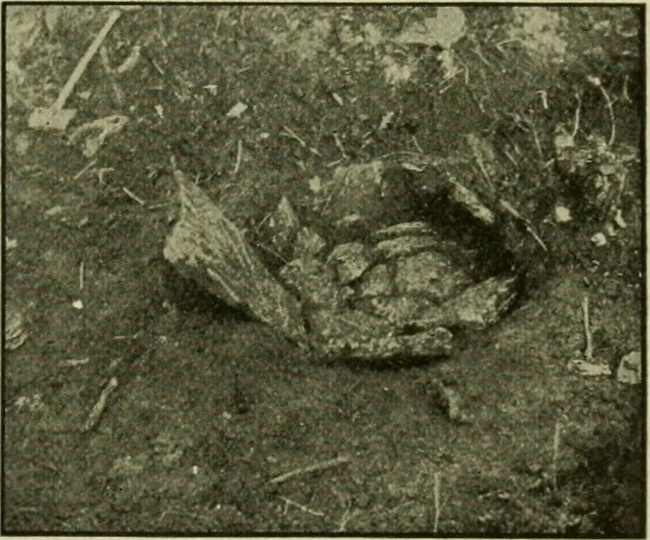 An illustration from Ohio archæological and historical publications, 1887, leaf 206