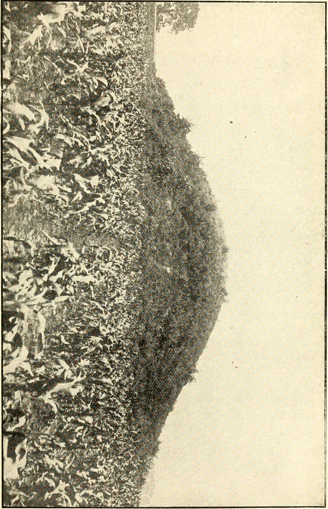 An illustration from Ohio archæological and historical publications, 1887, leaf 460