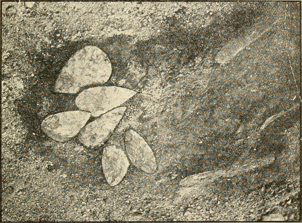 An illustration from Ohio archæological and historical publications, 1887, leaf 478