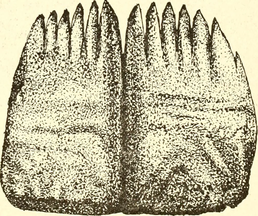 An illustration from Ohio archæological and historical publications, 1887, leaf 479