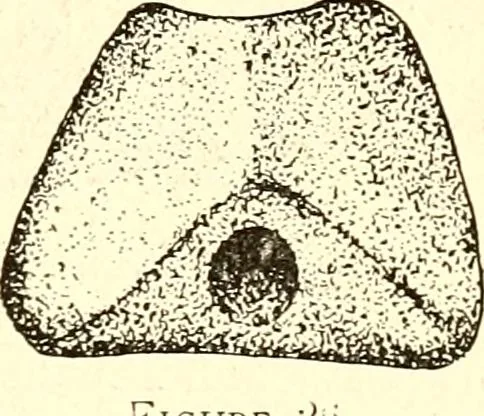 An illustration from Ohio archæological and historical publications, 1887, leaf 483