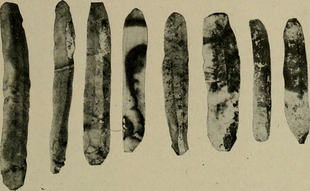 An illustration from Ohio archæological and historical quarterly, 1887, leaf 102