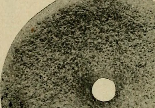 An illustration from Ohio archæological and historical quarterly, 1887, leaf 103