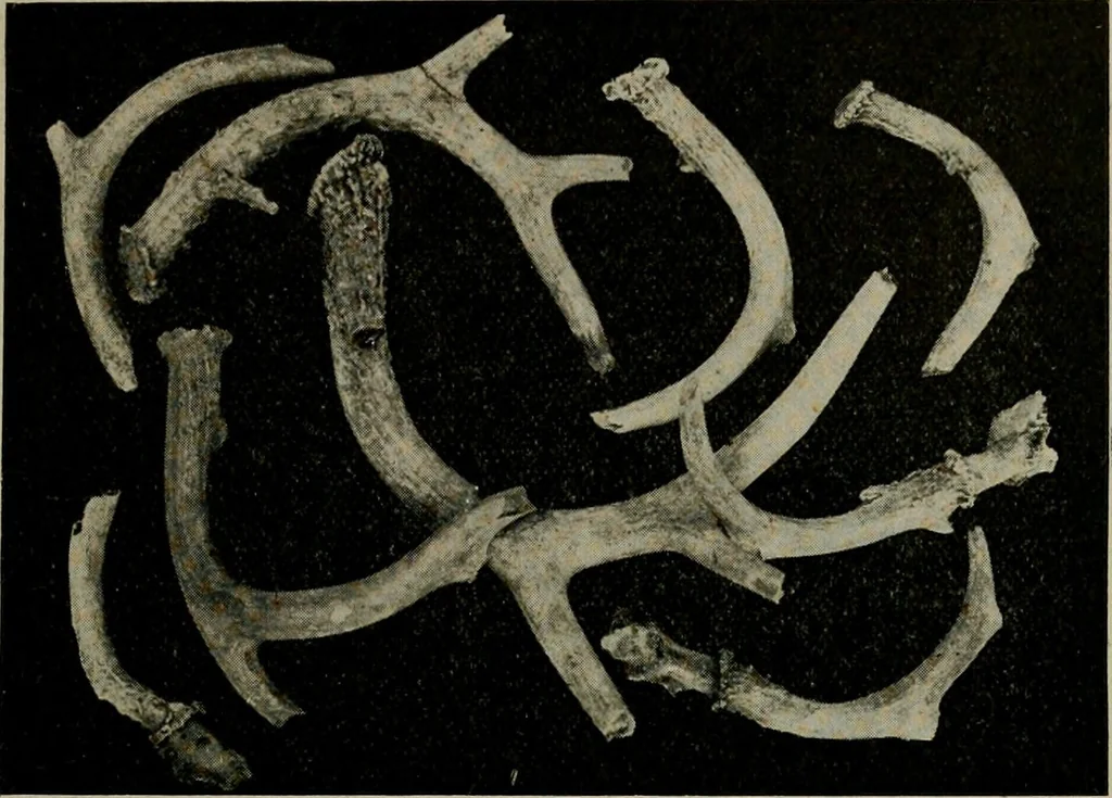 An illustration from Ohio archæological and historical quarterly, 1887, leaf 106